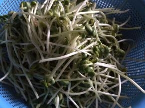 将绿豆苗去根，洗干净