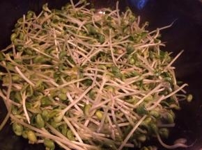 起油锅，倒入绿豆苗