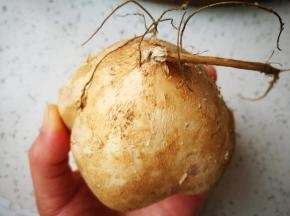 我们这里把这个叫地瓜，脆甜脆甜的，很清爽