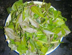 香椿洗净折去比较柴比较精的根茎，留下嫩茎和叶子。