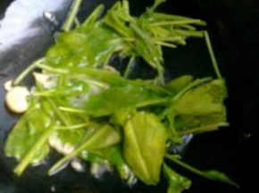 锅里把葱蒜爆香。放入菠菜翻炒。