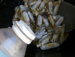 等蛏子全部开口后加入少放味精。