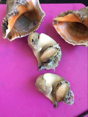 海螺蒸熟后将肉取出