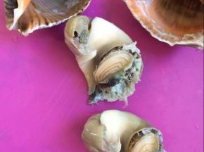 海螺蒸熟后将肉取出