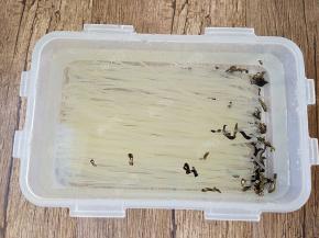 取出袋装螺蛳粉里的干米粉和干木耳，用水浸泡至软