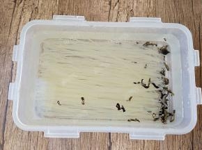 取出袋装螺蛳粉里的干米粉和干木耳，用水浸泡至软