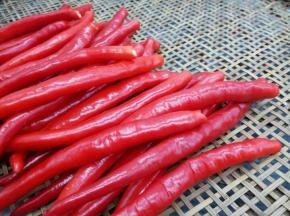 晾干水分后，去辣椒把