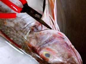 用剪刀去掉内脏和鱼须