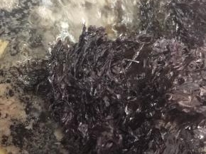 加入紫菜，滚1分钟