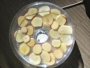 将切好的苹果片放在食品烘干机上