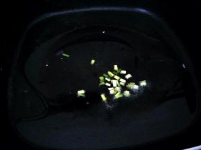 热锅凉油，下葱白小火煸香。