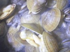 蚬子壳张开，肉还很嫩的这个状态正好，马上倒出备用