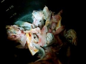 锅内加入食用油加入鱼头鱼骨煸炒