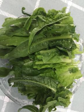 泡完得油麦菜再冲洗一次，切成段沥干水