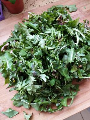 蒲公英多清洗几次清洗干净