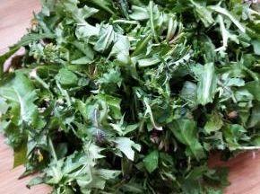 蒲公英多清洗几次清洗干净