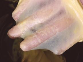 启动面包机揉十分钟后加入黄油和盐在开启10分钟，出手套膜，一起用时20分钟