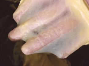 启动面包机揉十分钟后加入黄油和盐在开启10分钟，出手套膜，一起用时20分钟