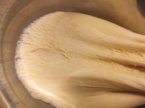 这样的状态就是发酵好了