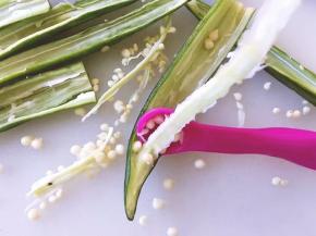 用小勺子把籽挖出来