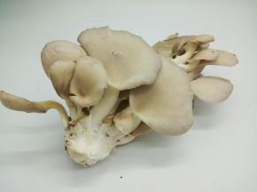 平菇100克（平菇是生活中最常见的食用菌，无论食素炒还是制成荤菜，都十分鲜嫩诱人）