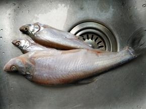 将鱼去除鳃和内脏，清洗干净