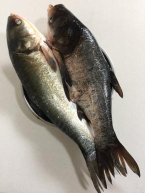 这就是今天买的新鲜的鲢鱼！船家自己网的鱼，10元两条随便挑，是不是很划啊！