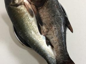 这就是今天买的新鲜的鲢鱼！船家自己网的鱼，10元两条随便挑，是不是很划啊！