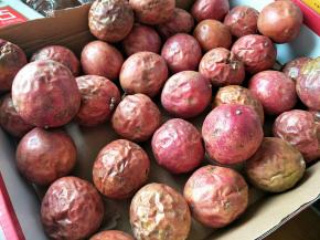 新鲜百香果在通风阴凉处稍微放皱皮，但是不要放太久，容易坏。