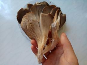 蘑菇去掉根部部分，顺着纹路，撕成几缕。