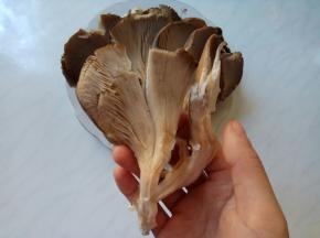 蘑菇去掉根部部分，顺着纹路，撕成几缕。