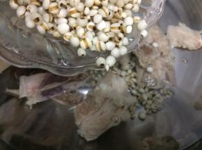 最后放入薏米大火烧开，转小火慢煲四十分钟