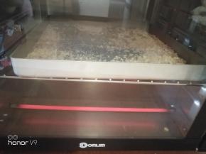 再放入烤箱低温烘烤并且保温。