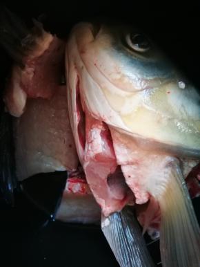 鱼头鱼骨洗净，擦干，煎锅烧热放油，放入鱼头鱼骨开始煎