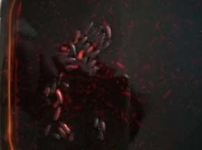 第二天，泡好的黑米