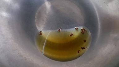 11.起油锅，锅中放入花椒粒。