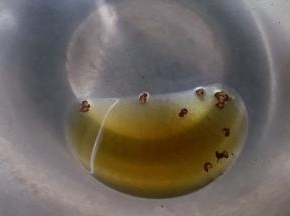 11.起油锅，锅中放入花椒粒。