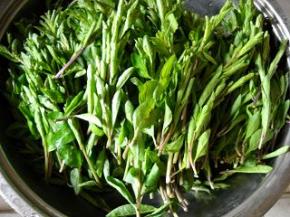 准备好枸杞尖。