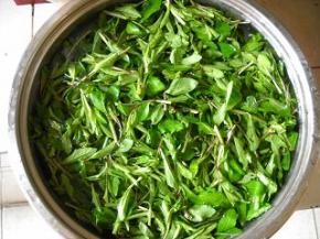 枸杞尖掐小段，清洗干净。