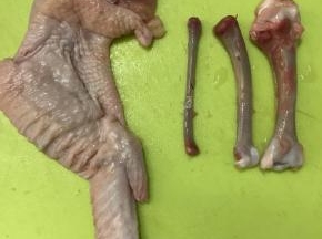 鸡翅去骨。