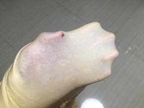 揉到可以拉出手套膜，停止揉面