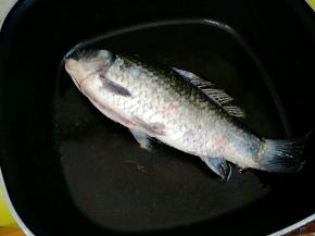 热锅热油，下鲫鱼。