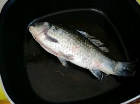 热锅热油，下鲫鱼。