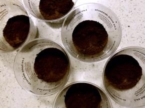 4.杯子底部铺一层奥利奥饼干碎