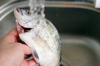 我今天用的是海浮鱼、鱼质鲜嫩爽滑细腻营养丰富、掏出五脏后用清水冲洗干净