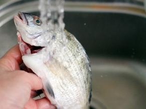 我今天用的是海浮鱼、鱼质鲜嫩爽滑细腻营养丰富、掏出五脏后用清水冲洗干净