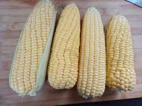 甜玉米包干净后清洗