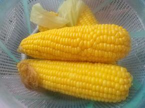 煮熟的玉米捞出沥干，心急的直接上嘴啃吧