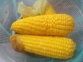 煮熟的玉米捞出沥干，心急的直接上嘴啃吧