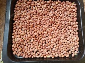 花生仁微黄飘香，便可出炉冷却